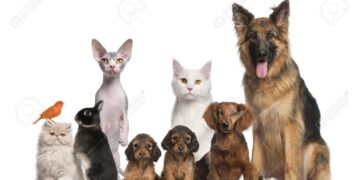 Ayuntamientos deberán crear comisiones de mejoramiento de la vida animal, avalan comisiones