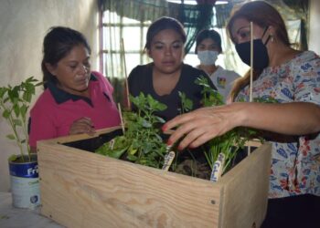 Entregan huertos de traspatio en Chalco