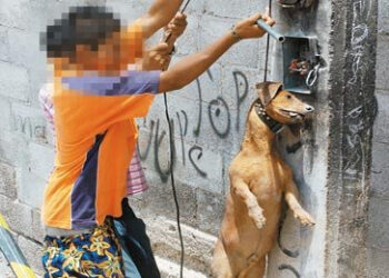 Buscan castigar el maltrato animal hasta con 4 años de cárcel