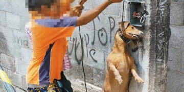 Buscan castigar el maltrato animal hasta con 4 años de cárcel