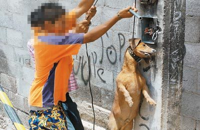 Buscan castigar el maltrato animal hasta con 4 años de cárcel