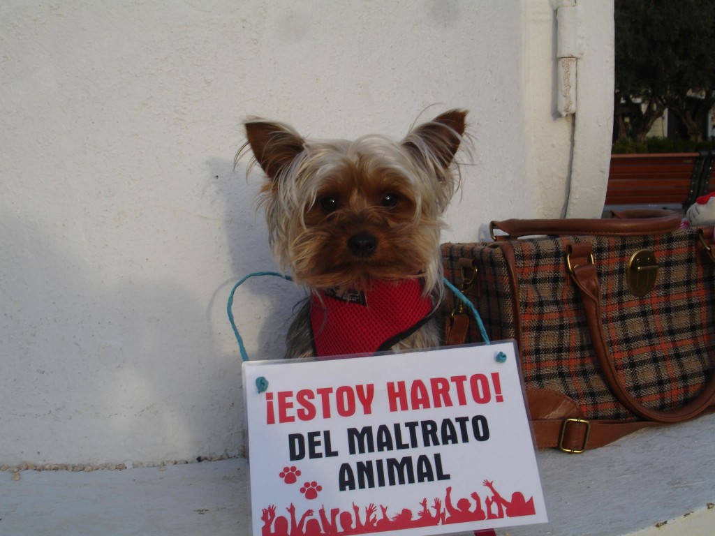 perro-protesta-contra-el-maltrato-animal-1024x768