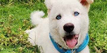 Promueve el PRD una nueva cultura para el cuidado de animales domésticos