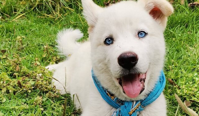 Promueve el PRD una nueva cultura para el cuidado de animales domésticos