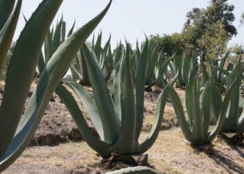 Legislan para la industrialización y sustentabilidad del maguey