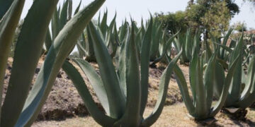 Legislan para la industrialización y sustentabilidad del maguey