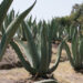 Legislan para la industrialización y sustentabilidad del maguey