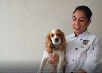 Universitaria creó “Truffa” para perros