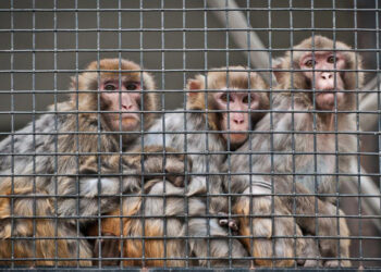Comités de Vigilancia ambiental y protección, clave para la defensa de ecosistemas