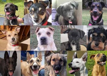 Endurecerán penas de cárcel por maltrato animal en Edomex