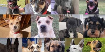 Endurecerán penas de cárcel por maltrato animal en Edomex