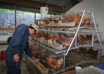 Ajo para liberar a la avicultura de los antibióticos