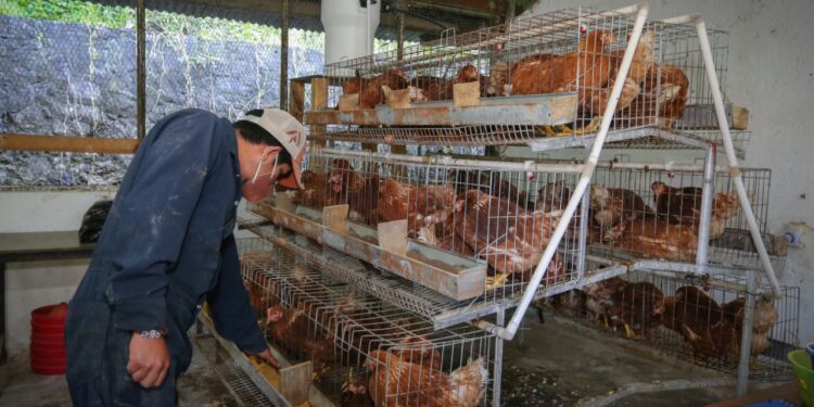 Ajo para liberar a la avicultura de los antibióticos