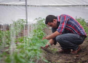 Alianzas estratégicas para fortalecer el sector agrícola