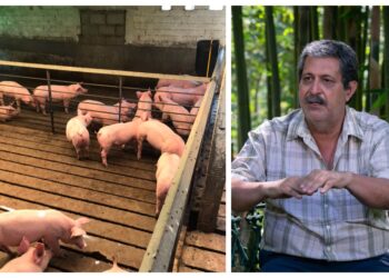 Con residuos orgánicos de cerdo producen biocombustibles y fertilizantes en la UAEM