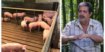 Con residuos orgánicos de cerdo producen biocombustibles y fertilizantes en la UAEM