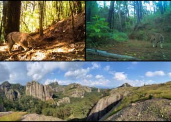 Monitorean especies como felinos en Áreas Naturales Protegidas