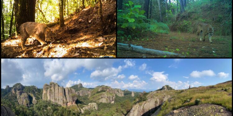 Monitorean especies como felinos en Áreas Naturales Protegidas