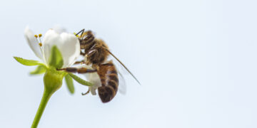 Abeja en flor