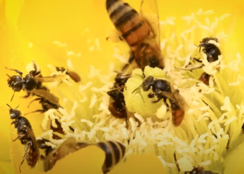 Aprobadas las reformas