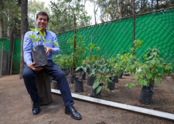 Además de dar frutos, recuerdan a La Mora "madre".