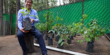 Además de dar frutos, recuerdan a La Mora "madre".