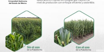 La plataforma busca capacitar a la comunidad estudiantil y productores de maíz sobre cómo sembrar sus cultivos de manera eficiente, óptima y sostenible.