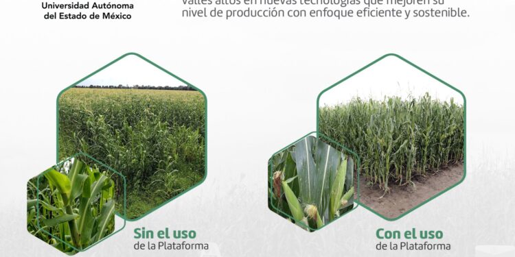 La plataforma busca capacitar a la comunidad estudiantil y productores de maíz sobre cómo sembrar sus cultivos de manera eficiente, óptima y sostenible.