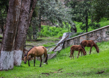 Proponen el campo como una alternativa sustentable para pasar tiempo libre en fin de semana o periodos vacacionales
