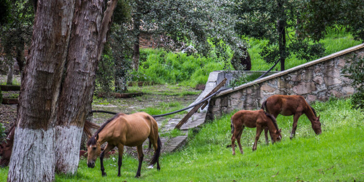 Proponen el campo como una alternativa sustentable para pasar tiempo libre en fin de semana o periodos vacacionales