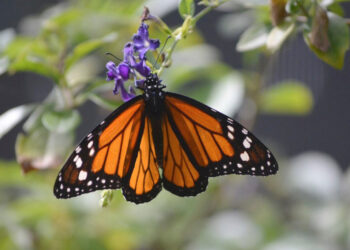 La mariposa monarca está sujeta a protección especial por la Norma Oficial Mexicana.