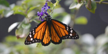 La mariposa monarca está sujeta a protección especial por la Norma Oficial Mexicana.