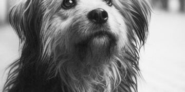 El maltrato animal refleja falta de empatía hacia cualquier ser vivo en situación de sensibilidad, refirió la catedrática de la UAEMéx, Ana Dolores Díaz de la Vega.