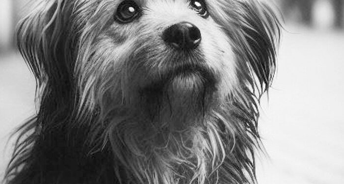 El maltrato animal refleja falta de empatía hacia cualquier ser vivo en situación de sensibilidad, refirió la catedrática de la UAEMéx, Ana Dolores Díaz de la Vega.