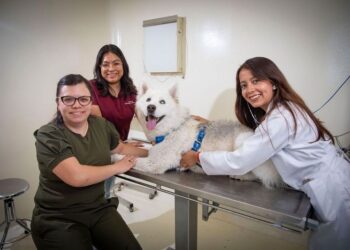 Electrocardiogramas, exámenes de laboratorio, imagenología y cirugías entre los servicios veterinarios que ofrece la clínica del CU Amecameca.