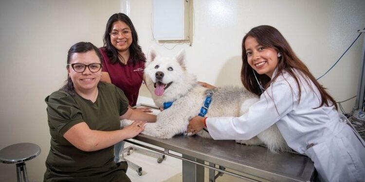 Electrocardiogramas, exámenes de laboratorio, imagenología y cirugías entre los servicios veterinarios que ofrece la clínica del CU Amecameca.