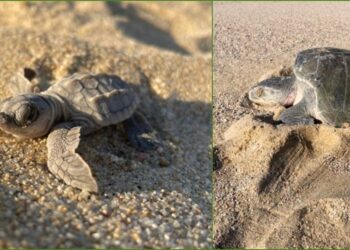 Aproximadamente 38 millones de especies resultan atrapadas por anzuelos y redes debido a las malas prácticas de pesca.