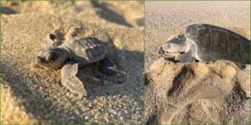 Aproximadamente 38 millones de especies resultan atrapadas por anzuelos y redes debido a las malas prácticas de pesca.
