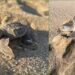Aproximadamente 38 millones de especies resultan atrapadas por anzuelos y redes debido a las malas prácticas de pesca.