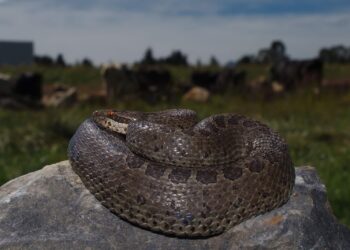 Estudio de las serpientes, fundamental en la búsqueda de nuevos fármacos, por ejemplo el Captopril, usado para el control de la hipertensión.