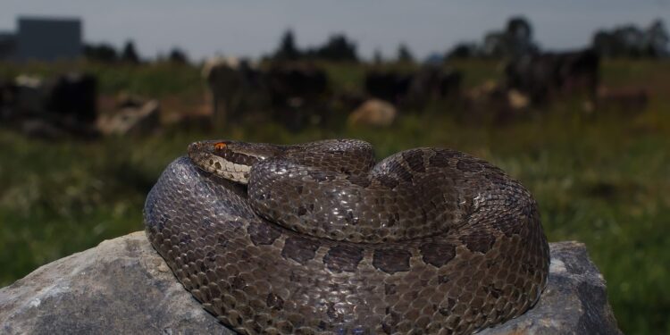Estudio de las serpientes, fundamental en la búsqueda de nuevos fármacos, por ejemplo el Captopril, usado para el control de la hipertensión.