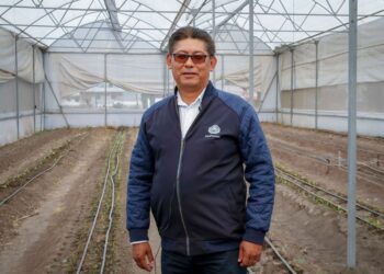 La UAEMéx evalúa el comportamiento y adaptación del maíz criollo pozolero michoacano en Zumpango