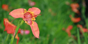 La institución reconoció la trayectoria y vocación del catedrático e investigador universitario Luis Miguel Vázquez García, organizador de esta actividad.