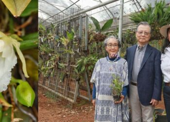 La arqueóloga Yoko Sugiura Yamamoto entregó a la comunidad del C.U. UAEM Tenancingo una colección de más de 200 ejemplares de orquídeas.