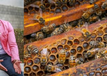 Amor y respeto por las abejas: Investigación de Alexis Benítez Aguilar, destaca prácticas éticas y saberes ancestrales en Ecatzingo.