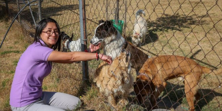 Susana Morales Ibarra destacó que hay diversos factores que deben considerarse, como el tamaño y la educación de perros y gatos.