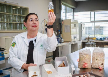 Cristina Burrola Aguilar, Investigadora UAEMéx, estudia el potencial de los hongos silvestres comestibles en el Estado de México