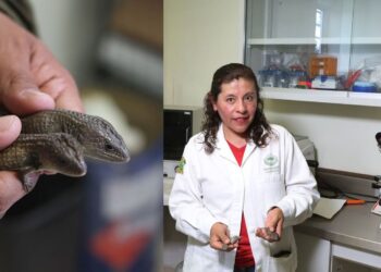 Gisela Granados González, investigadora UAEMéx, estudia el sistema de cromosomas sexuales en lagartija Barisia imbricata