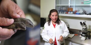 Gisela Granados González, investigadora UAEMéx, estudia el sistema de cromosomas sexuales en lagartija Barisia imbricata