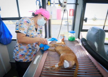 ¡Esteriliza a tu mascota y mejora su calidad de vida! Programa tu cita para la esterilización gratuita en la UAEMéx. ¡Llama al 7292345815!